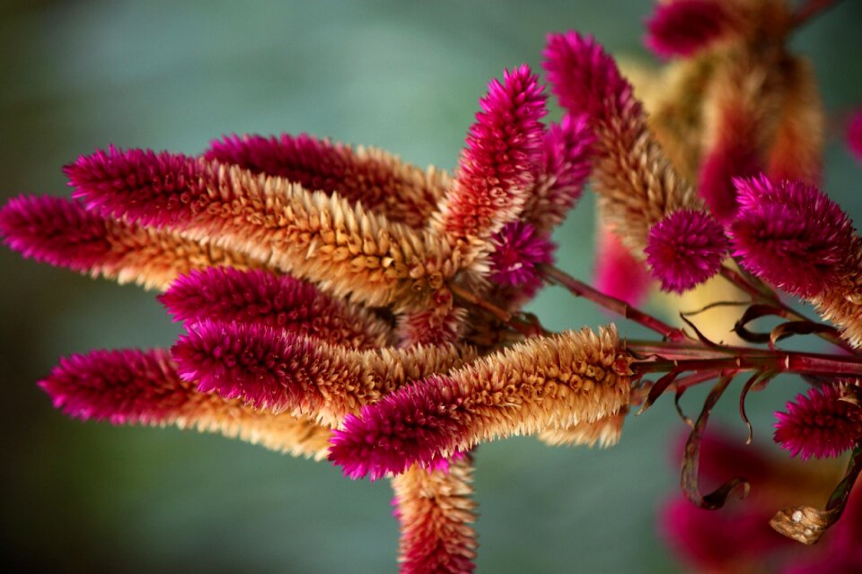 Native nature australia