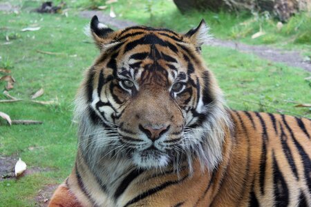 Tiger big cat cat photo