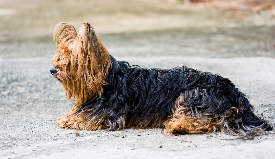 Small dog fur concerns photo