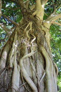 Roots nature park
