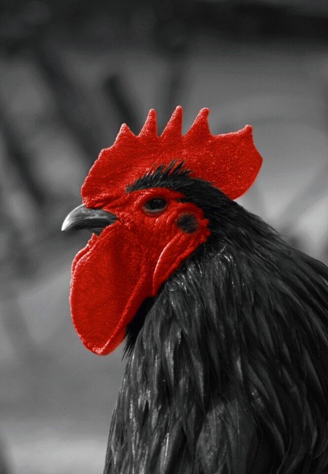 Cockscomb gockel poultry