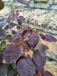Dew red leaf flowers and plants
