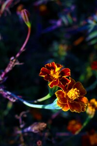 Beautiful flowers orange yellow