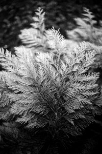 Arborvitae season nature