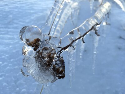 Frozen plant branch