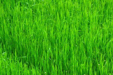 Green grass bright lawn