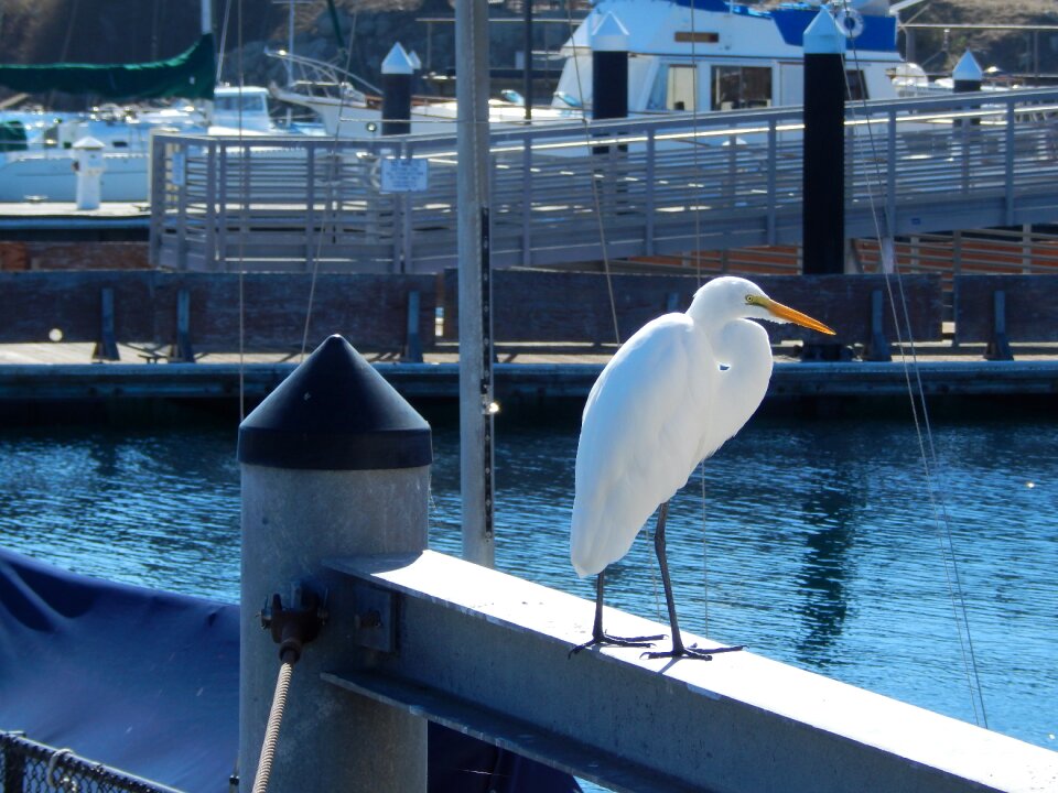 Sea birds water monterey bay