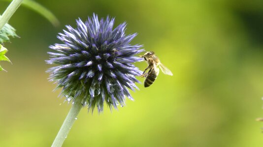 Insect nature close up photo