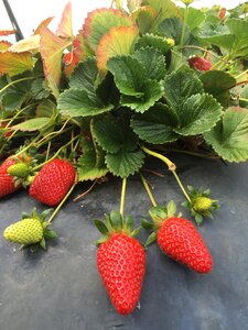 Plant ripe