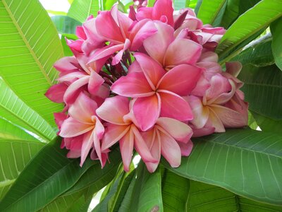 Asia exotic flower thailand