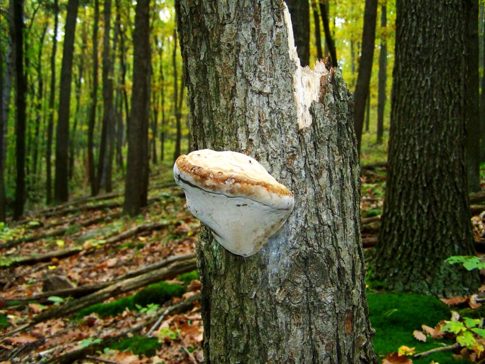 Tinder fungus forest nature