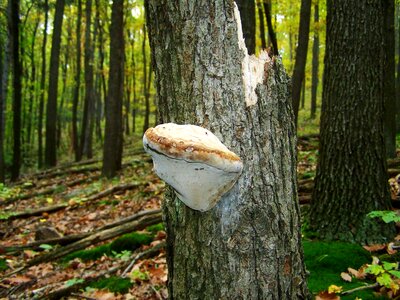 Tinder fungus forest nature photo