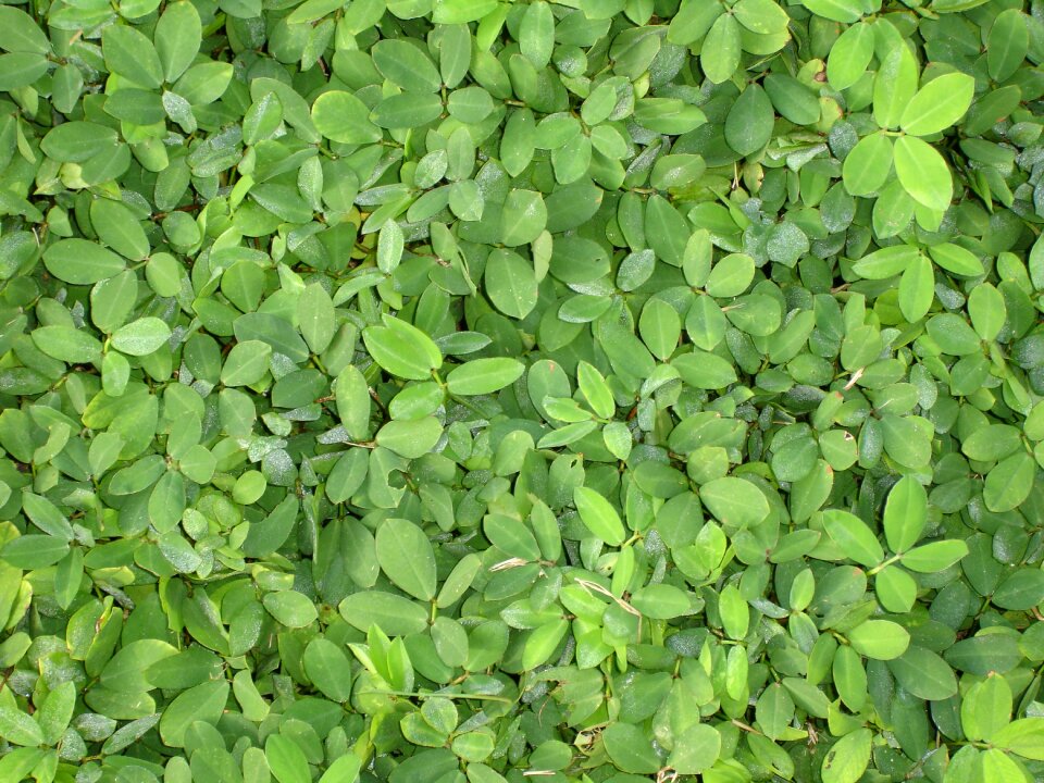 Green leaves garden brazil