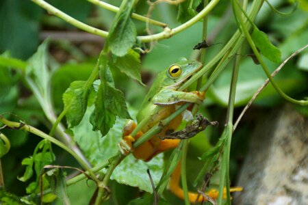 Frog green creatures photo