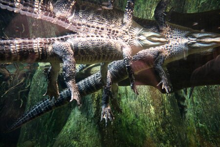 Reptile swamp animal photo