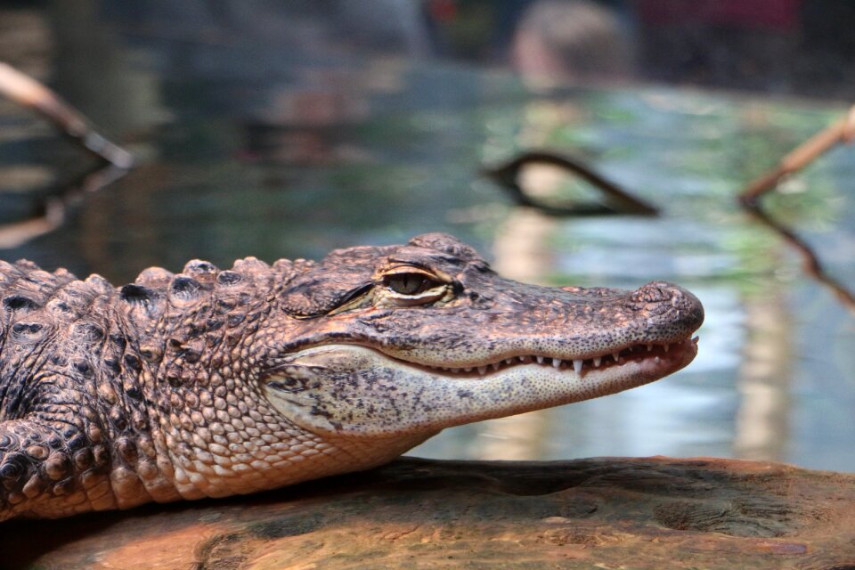 Animal crocodile reptile