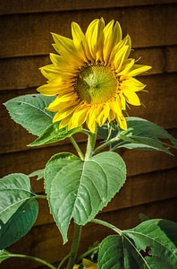 Yellow seasons summer