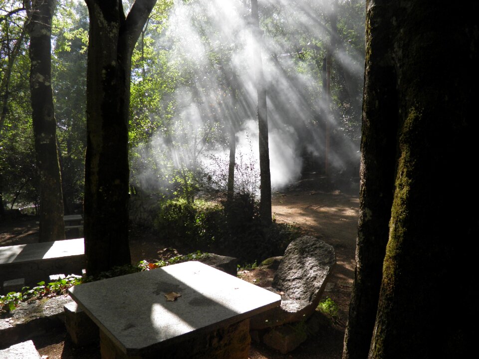 Nature scenic forest