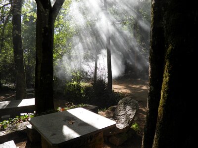 Nature scenic forest