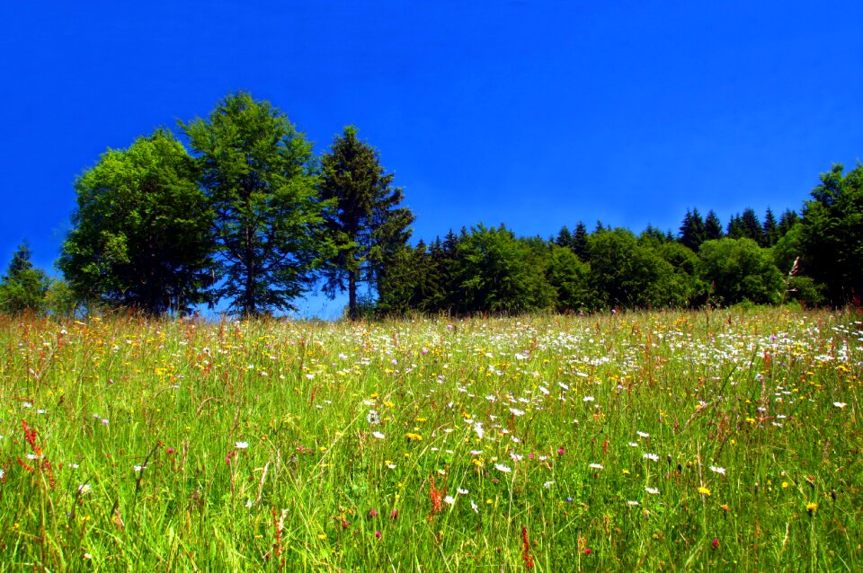 Spring meadow wildflowers