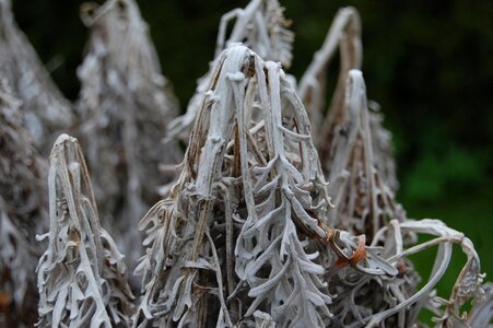 Outdoors the nature of the frozen