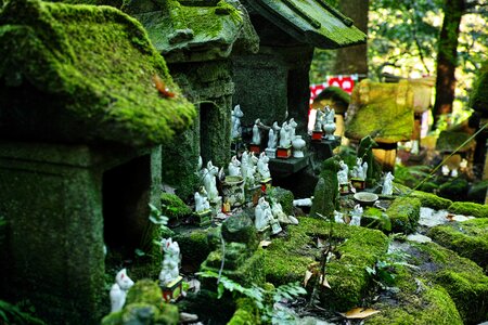 Moss green japan