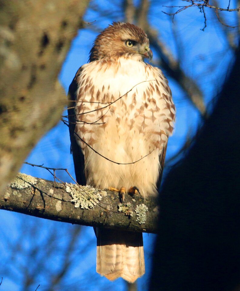 Raptor wildlife bird