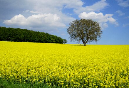 Field yellow nature