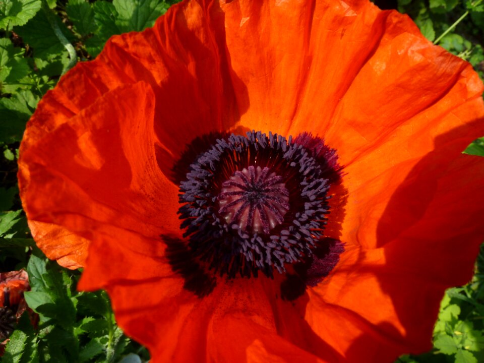 Flower plant poppy flower