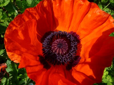Flower plant poppy flower