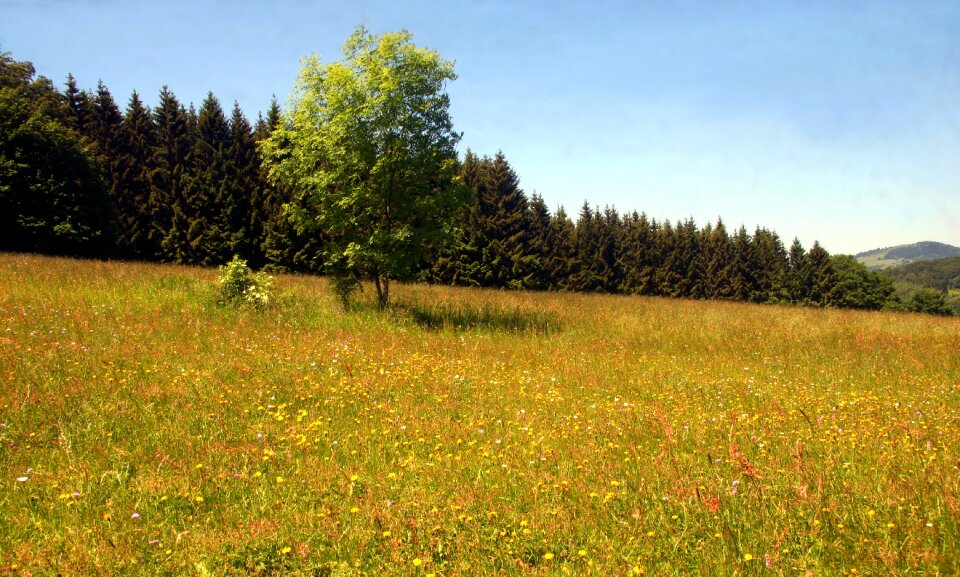 Spring meadow wildflowers