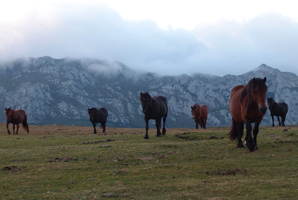 Mountains sunset animals