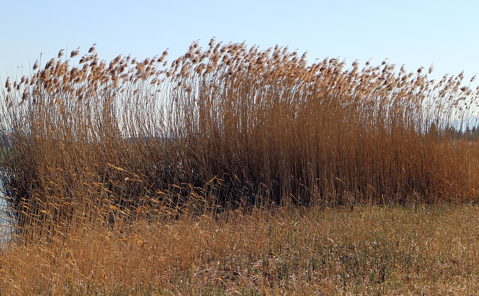 Marsh plant grass bank