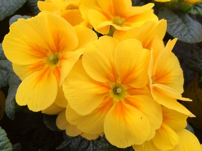 Horticulture yellow flower yellow flowers