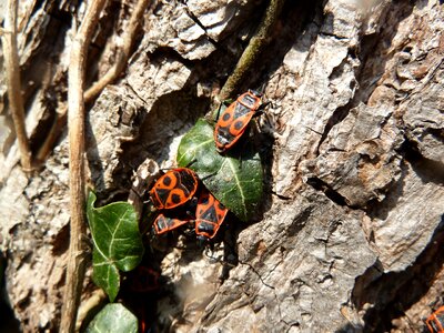 Beetle insect log