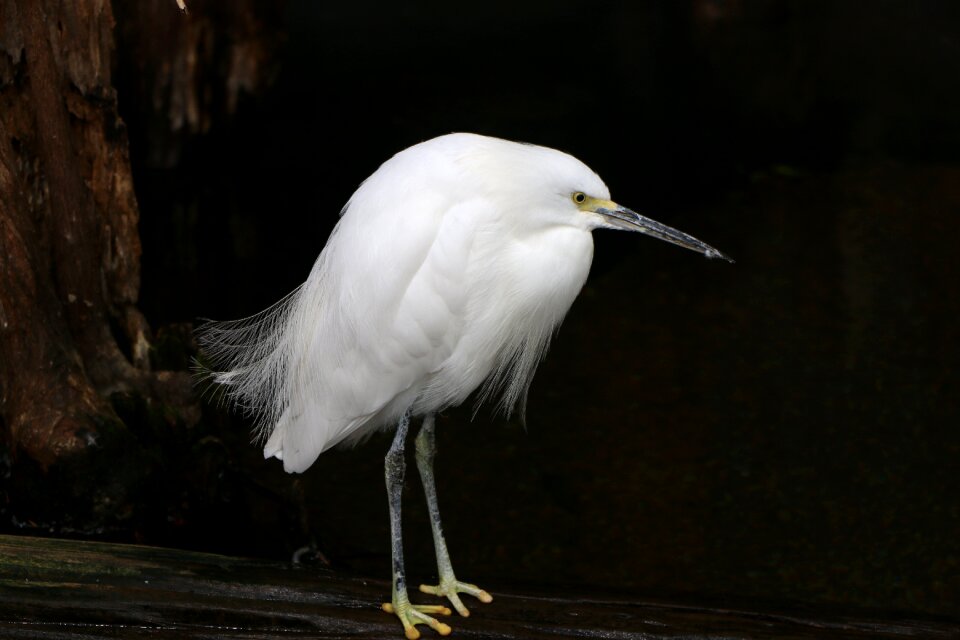 Animal snowy egret egret