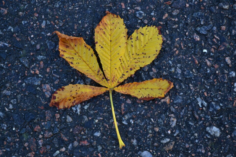 Autumn fall nature