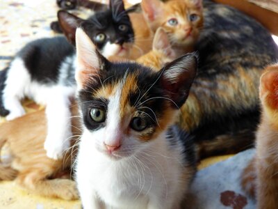 Cat kitten animals