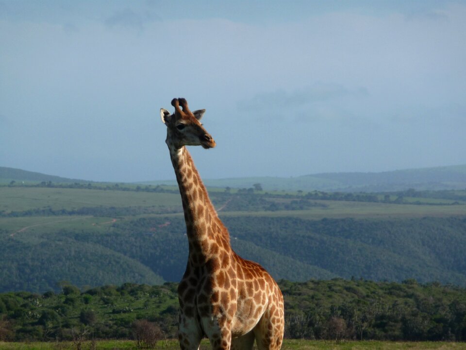 Animal kenya large animals