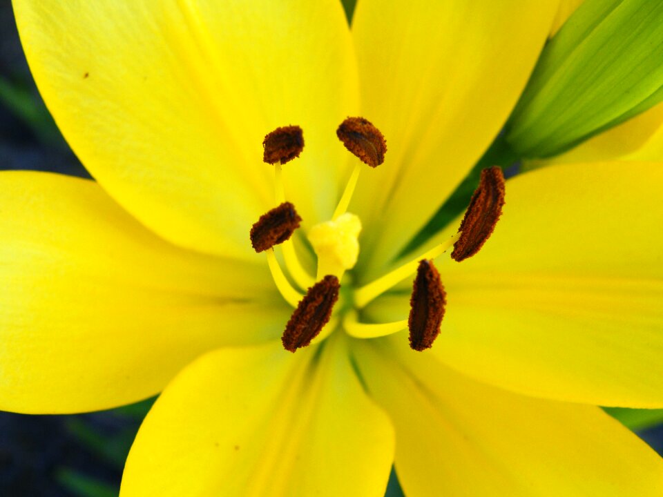 Yellow brown blossom