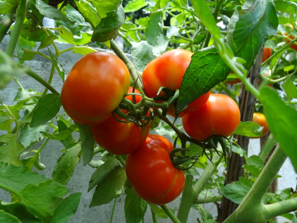 Tomato plant ripe tomatoes