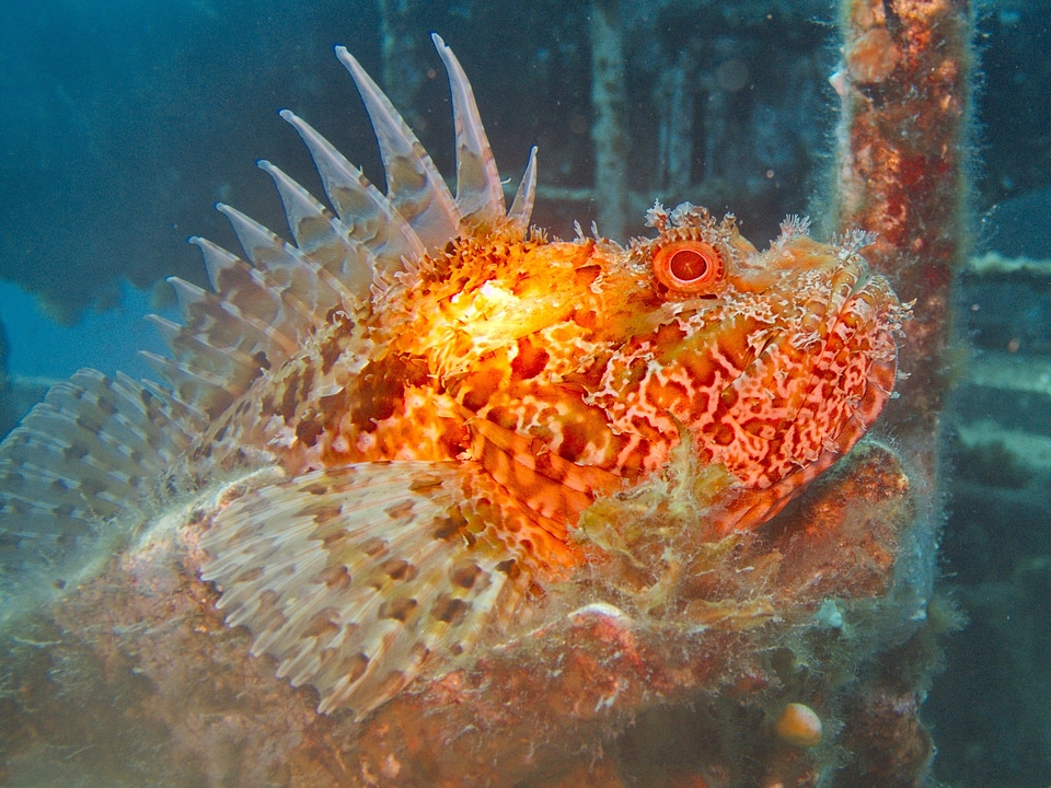Underwater fish malta