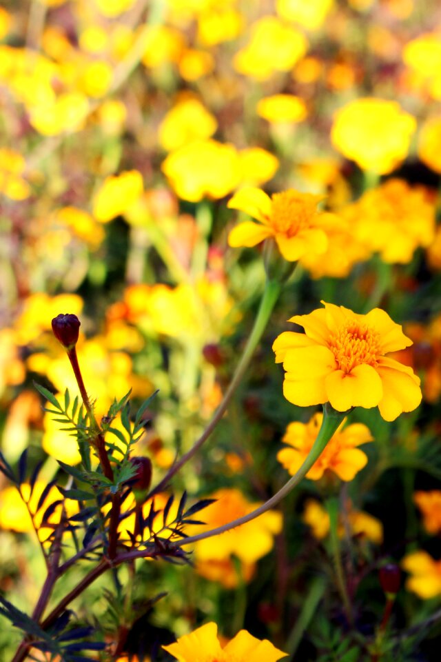 Autumn graveyard flower meadow colorful