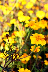 Autumn graveyard flower meadow colorful photo