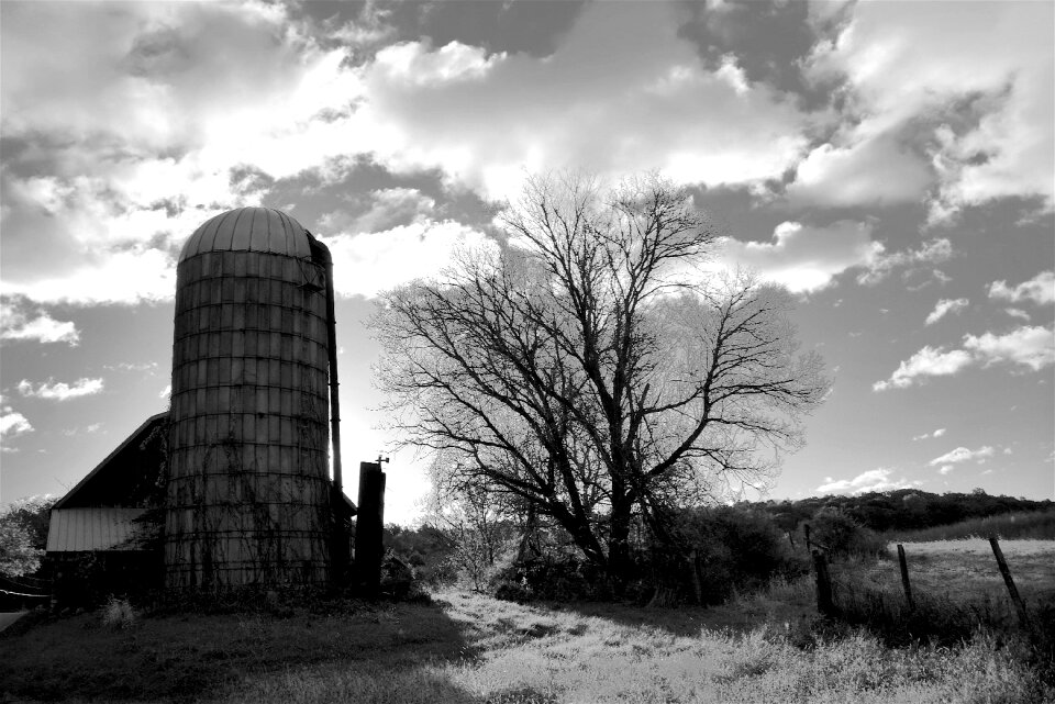 Rural farming tree