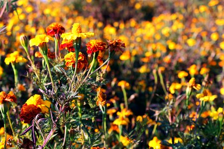 Beautiful flowers orange yellow photo