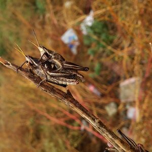 Mating chapulin love