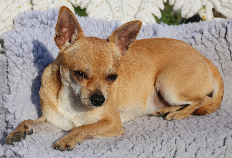 Chihuahua sobel dog