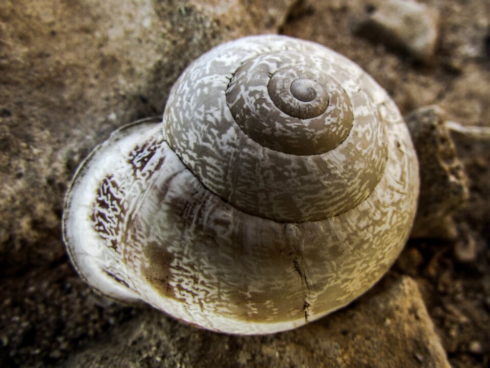 Animal spiral helix