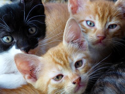 Feline kitten beautiful cats